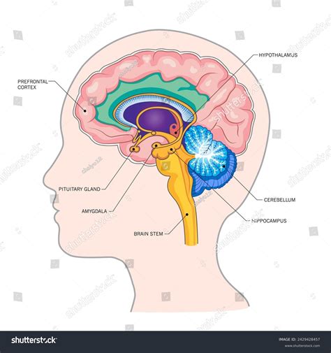 Image result for Brain Prefrontal Cortex
