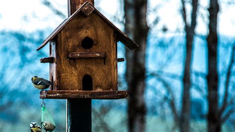 Wallpaper titmouse, birdhouse, birds hd, picture, image