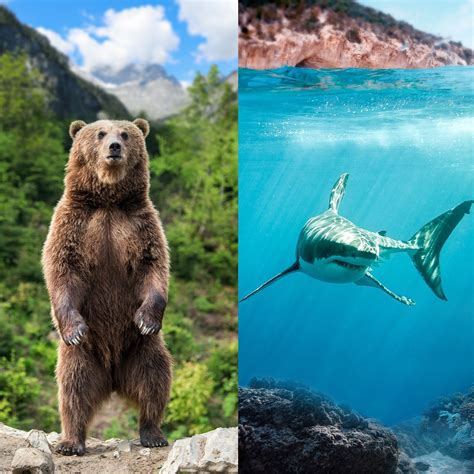 Super Rare Animals