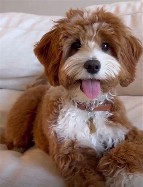 Maxi Cockapoo 的图像结果