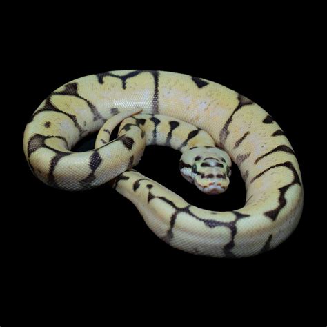 Image result for Killer Bee Ball Python
