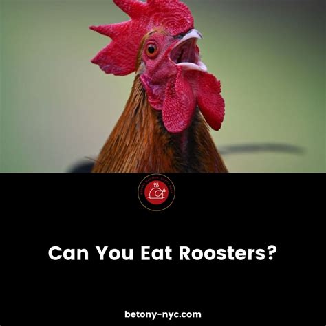 Can You Eat Roosters? Surprising Truth About This Unusual Meat