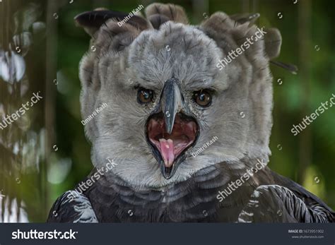 Harpy Eagle Harpy Eagle Endangered Animals Rainforest