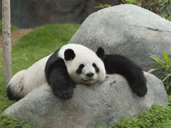 panda 的图像结果