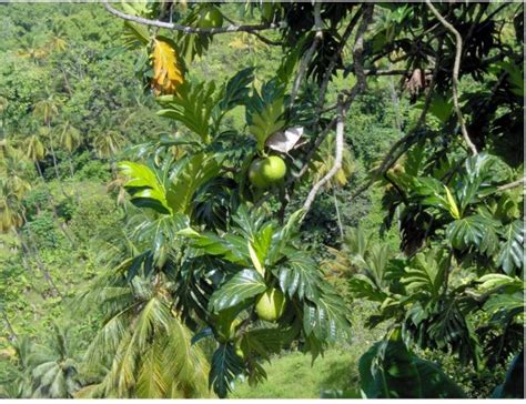 Nursery Plants: Tropical Fruit Tree Varieties|Garden Fruit Tree Nursery