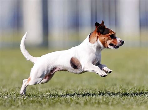 Top 10 Fastest Dog Breeds Ranked: Unbelievable Speed Stats