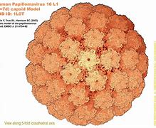 papillomavirus 的图像结果