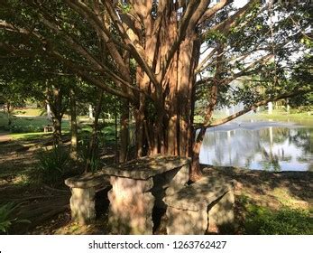 Image result for Sungkai Tree West Java