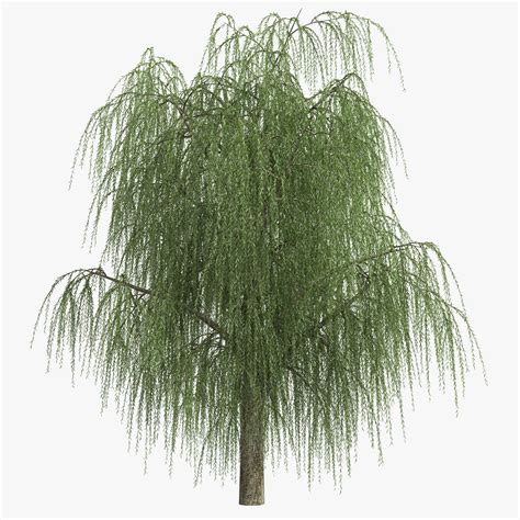 Willow 3D Models download - Free3D
