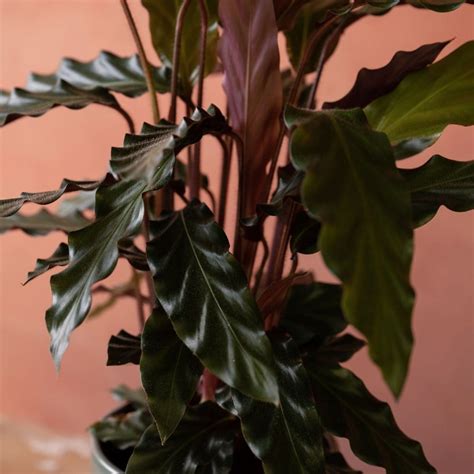 Buy furry feather calathea Goeppertia rufibarba: Delivery by Waitrose ...