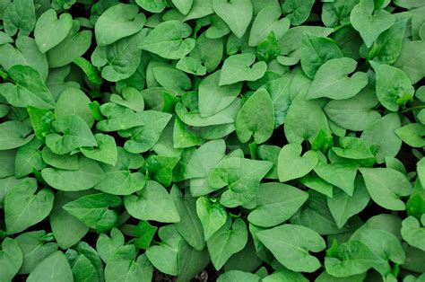 Spade-Shaped Leaves by providence99 on DeviantArt