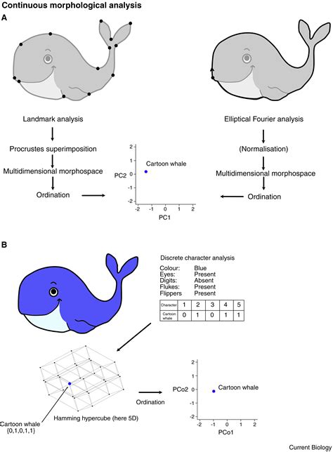 Morphospace Local Optima 的图像结果