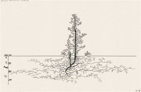 Tree Root Type 的图像结果