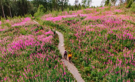 芬兰 的图像结果