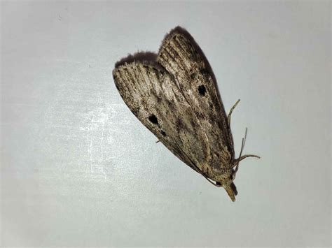 Where do moths come from in the house? - Moth Exterminator