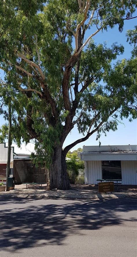 LEICHHARDT TREE (2026) All You Need to Know BEFORE You Go (with Photos ...