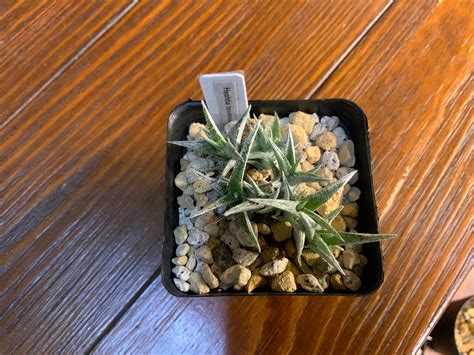 【実生】ヘクチア テクセンシス Hechtia texensis | GOOODS ART（グッズアート）GINZA HAIRの頭の中は草髪健美