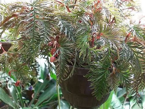 Begonia bipinnatifida