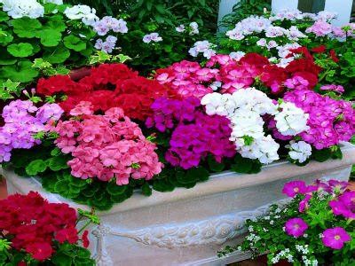 100pcs Geranium Seeds Potted Balcony Planting Seasons Pelargonium ...