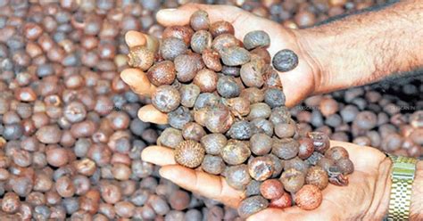 Onerous Conditions Imposed for Release of Imported Areca Nuts: Delhi HC ...