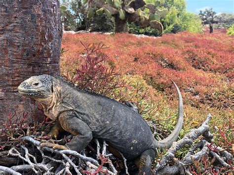 Extremely well organized tour company for visiting the Galápagos ...