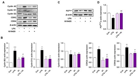 Lysophosphatidic Acid Mediates Imiquimod-Induced Psoriasis-like ...