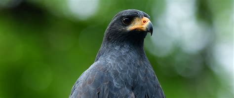 Download wallpaper 2560x1080 buzzard, bird, wildlife, blur dual wide ...