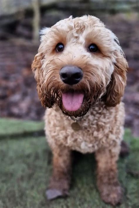 Image result for Cockapoo Tongue