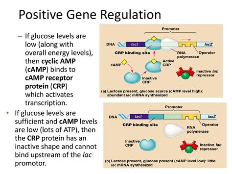 Image result for Positive and Negative Control Gene Regulation