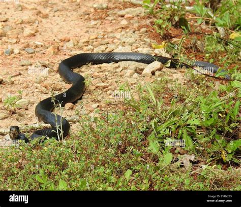 Northern Black Racer (Coluber constrictor constrictor Stock Photo - Alamy