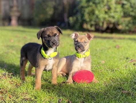 Dog for Adoption - Lou Lou Who, a English Bulldog in Warm Beach, WA ...