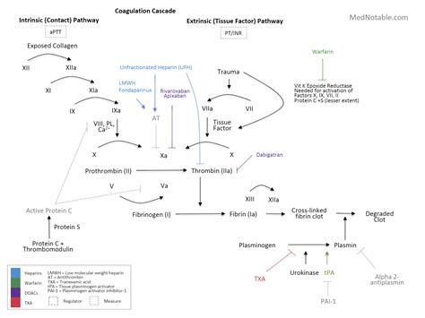 Warfarin Mechanism Of Action Coagulation Cascade