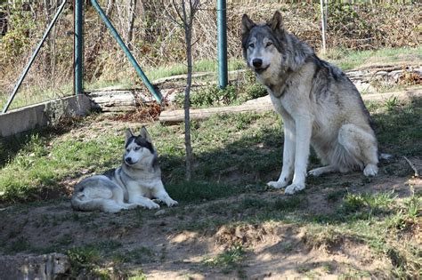 Husky Vs Wolf Hybrid