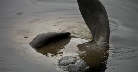 6 places to see manatees in Southwest Florida
