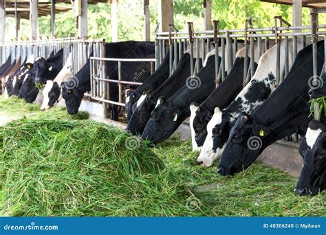 Cow eating grass stock photo. Image of animal, chew, domestic - 40306240