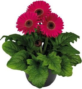 CYBEXIS Gerbera jamesonii Flori Line Maxi Lilac Pink Gerbera Daisy Seed ...