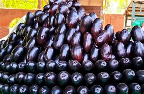 बीमारियों की काट है ये फल, शुगर के लिए रामबाण हैं पत्ते और गुठली - this ...