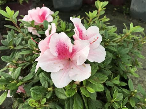 Encore® Azalea Autumn Chiffon® | Southwest Nursery | Wholesale ...