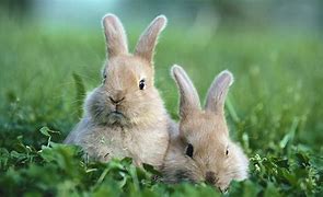 Image result for Cute Rabbit Stickers