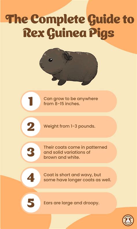 The Complete Guide to Rex Guinea Pigs – GuineaDad