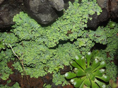 Nonvascular Plants Examples