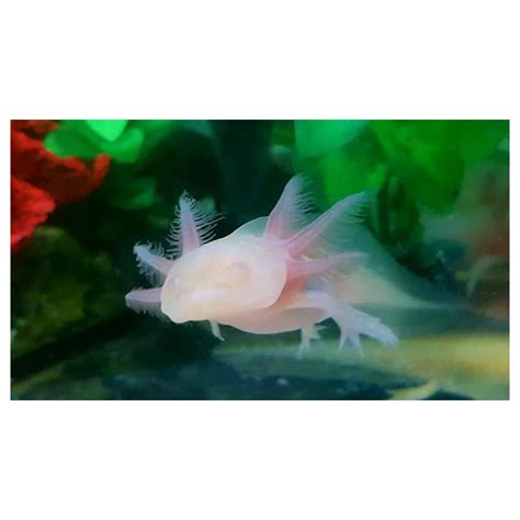 ALot'lAxolotls A Lot'l Axolotls - Axolotl Pellets - Carnivore Food ...