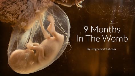 9 Months In The Womb: A Remarkable Look At Fetal Development Through ...