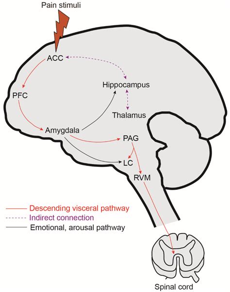 Electrophysiology as a Tool to Decipher the Network Mechanism of ...