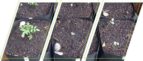 Plant Grow Bags, Round Raised Garden Planting Beds Pots,durable Breathe ...