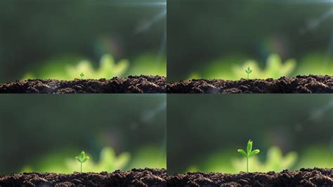 （原创微课动画）种子的萌发过程_哔哩哔哩_bilibili