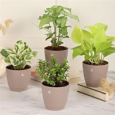 Nurturing Green® Combo of 4 Indoor Live Plants (Jade, Syngonium ...
