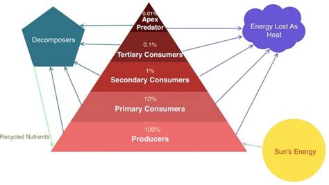 Image result for Energy Pyramid Examples