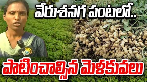 Groundnut Cultivation : వేరుశనగ పంటలో.. పాటించాల్సిన మెళకువలు ...