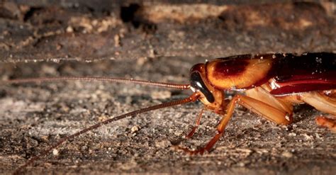 Image result for Tree Cockroach